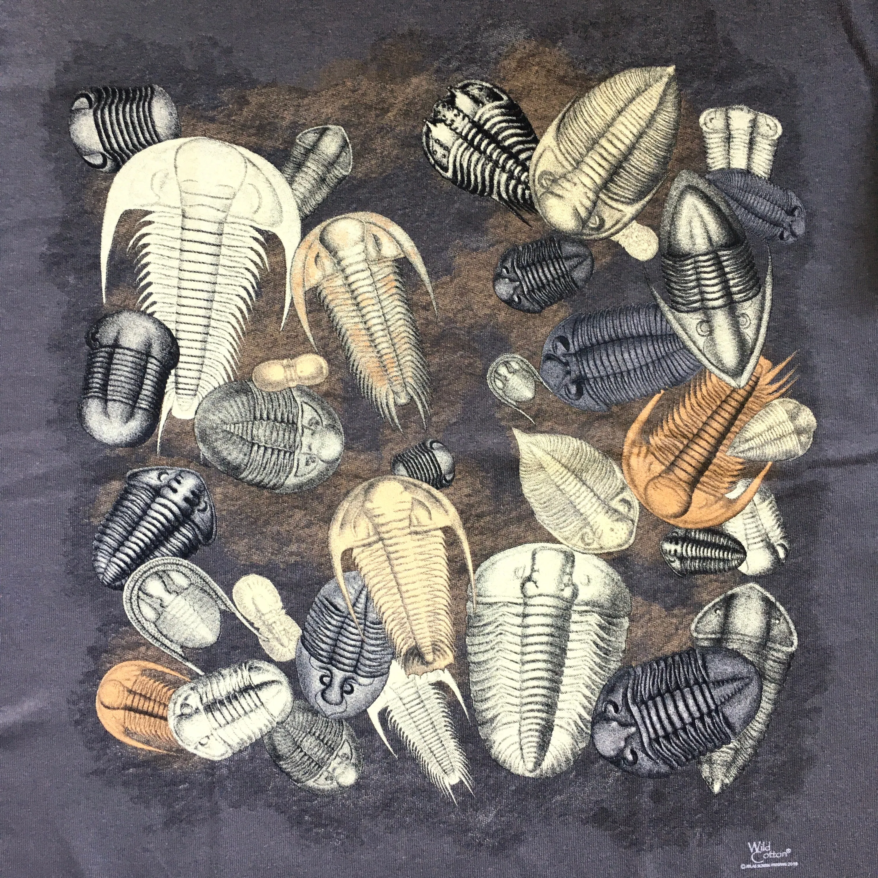 Trilobite Fossils T-shirt, Adult